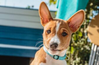 11 Dog Breeds That Are Perfectly Aligned With The Clean Girl Aesthetic – Petpropartners