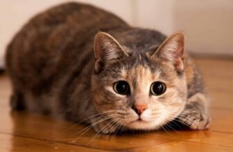 13 Reasons Cats Are the Best Pet for Introverts – Petpropartners
