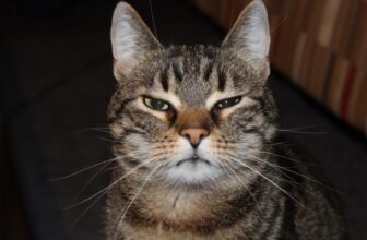 7 Signs Your Cat Loves to Keep You Guessing – Petpropartners