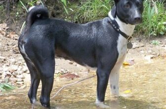 Pune Animal Activist slapped publicly for sheltering puppies of the le – Petsworld – Petpropartners