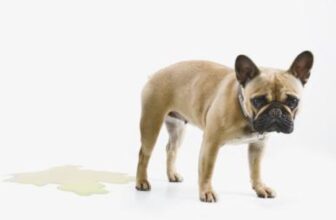Puppy Bladder Infection Symptoms – Petsworld – Petpropartners