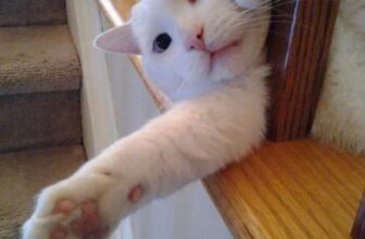 The Curious Life of Cat, when you are not home – Petsworld – Petpropartners