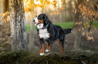 Tips for a Healthier Life – Petpropartners