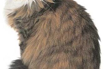 Top 10 Common Yet Popular Cat Breeds – Pictures – Petsworld – Petpropartners