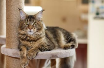 Top 13 Cat Breeds That Are Naturally Gentle and Calm – Petpropartners