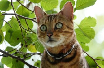 Top 7 Cat Breeds That Will Make You Feel Like Royalty – Petpropartners