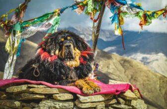 Top 9 Dog Breeds That Were Once Considered Divine Messengers – Petpropartners