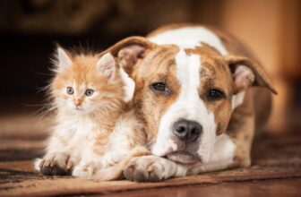 11 Affectionate Dog Breeds That Love to Cuddle