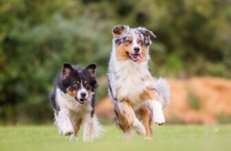 11 Dog Breeds That Need A Lot Of Space To Run