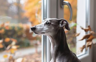 11 Dog Breeds That Waited by the Door Until Everyone Was Home