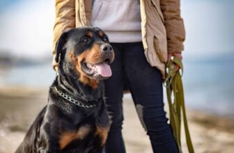 11 Guardian Dog Breeds That Protect What Matters Most