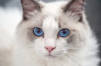 11 Hints Your Cat Always Know Where the Snacks Are