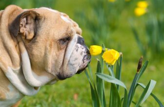 11 Quiet Dog Breeds That Rarely Bark