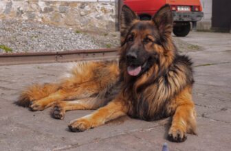 12 Top Dog Breeds With the ‘Biggest’ Vet Bills