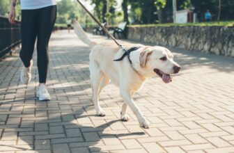 13 Athletic Dog Breeds That Need Daily Exercise