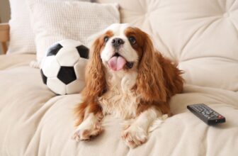 13 Dog Breeds That Fit A Slower, More Relaxed Lifestyle