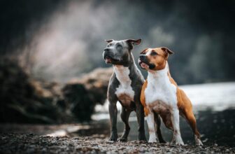 13 ‘Brave’ Dog Breeds That Won’t Back Down