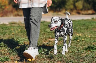 15 Dog Breeds That Enjoy Long Walks And Outdoor Time