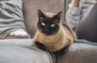 15 Hints Your Cat Treat You Like Staff