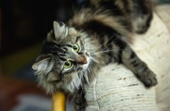 15 Signs Your Cat Are Masters of the Sneak Attack