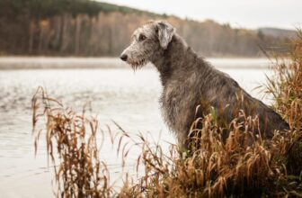 15 Ultimate Rugged Dog Breeds That Were Made For The Great Outdoors