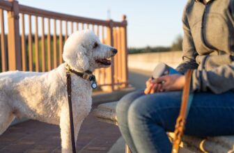 15 Ultimate Schedule-Loving Dog Breeds That Live For Routine
