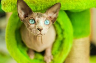 19 Cat Toys on Amazon Your Kitty Needs for Wiggles, Sunbathing & Silliness