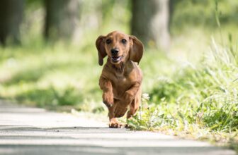 7 Incredible Dog Breeds That Act Like Puppies Their Whole Life