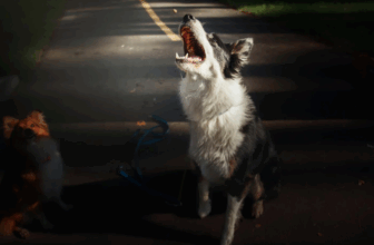 7 Real Reasons Street Dogs Bark at Night You Should Know – Petsworld