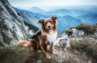 9 ‘Hearty’ Dog Breeds That Handle Rough Terrain With Ease