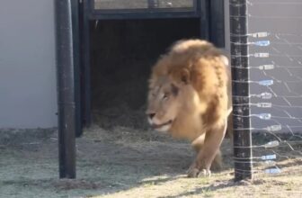 Anxious Rescue Lion Experiences Freedom for the First Time, and His Reaction Is Heartwarming