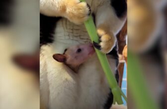 Baby Tree Kangaroo Makes the Sweetest Appearance for Food