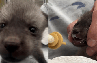 Bat-Eared Puppy Nursed By Zoo Turns Out Not To Be A ‘Puppy At All’