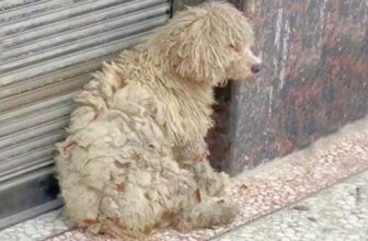 Clothing Store Shoppers Run Into ‘Dirty’ Homeless Dog And Give Her A Makeover
