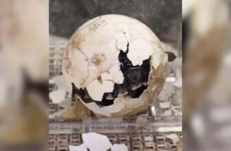 Critically Endangered Tortoise Becomes a Mom for the First Time at 100