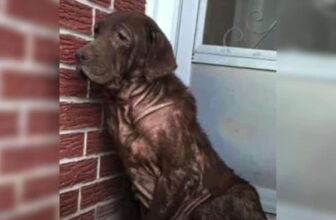 Dog Has Been Alone Forever, But This Moment Changed His Life
