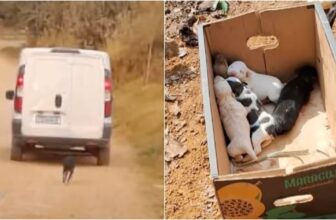 Dog Ran After Owner When He Left But Had To Turn Back For Her Little Ones