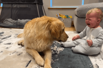Dog’s Adorable ‘Sorry’ Wins Hearts After Accidentally Making Baby Cry