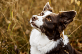Dogs’ Capacity for Understanding Human Speech