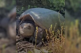 Egg-Laying Giant Snapping Turtle Transforms a Family’s Backyard into a Wildlife Wonder