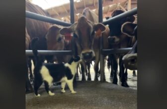 Farm Cat Forms Unexpected Friendships with Big Animals, Definitely Not About the Milk
