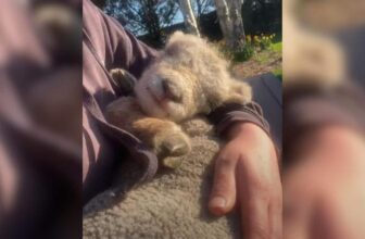Farmer Shares Daily Cuddles With His Softest Little Sidekick