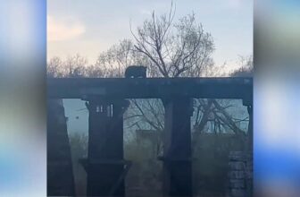 Heroic Mama Bear Rescues Cub After It Falls from Bridge into River