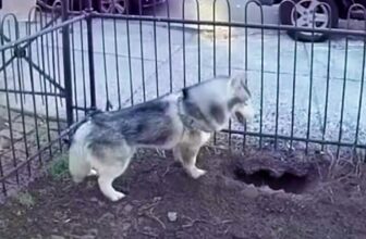 Husky’s Digging Saves Neighborhood From Life-Threatening Explosion
