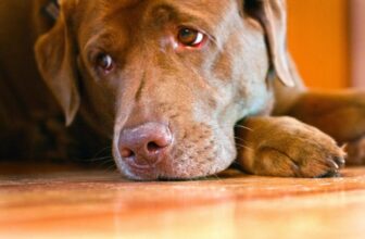 Inflammatory bowel disease in dogs – a common health problem 