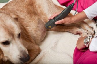 Laser therapy for pet joint pain and inflammation