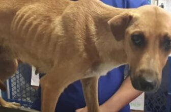 Owner Decided To Euthanize Her Dog Because ‘She Wasn’t A Good-Guard Dog’