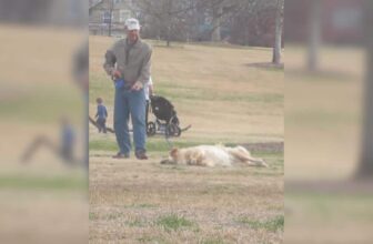 Park Play Ends with a Battle of Wills—and the Dog Totally Wins