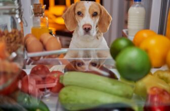 See the Difference the Best Foods for Dog Immunity Can Make!