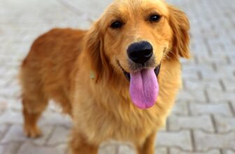 The 10 Best Behaved Dog Breeds